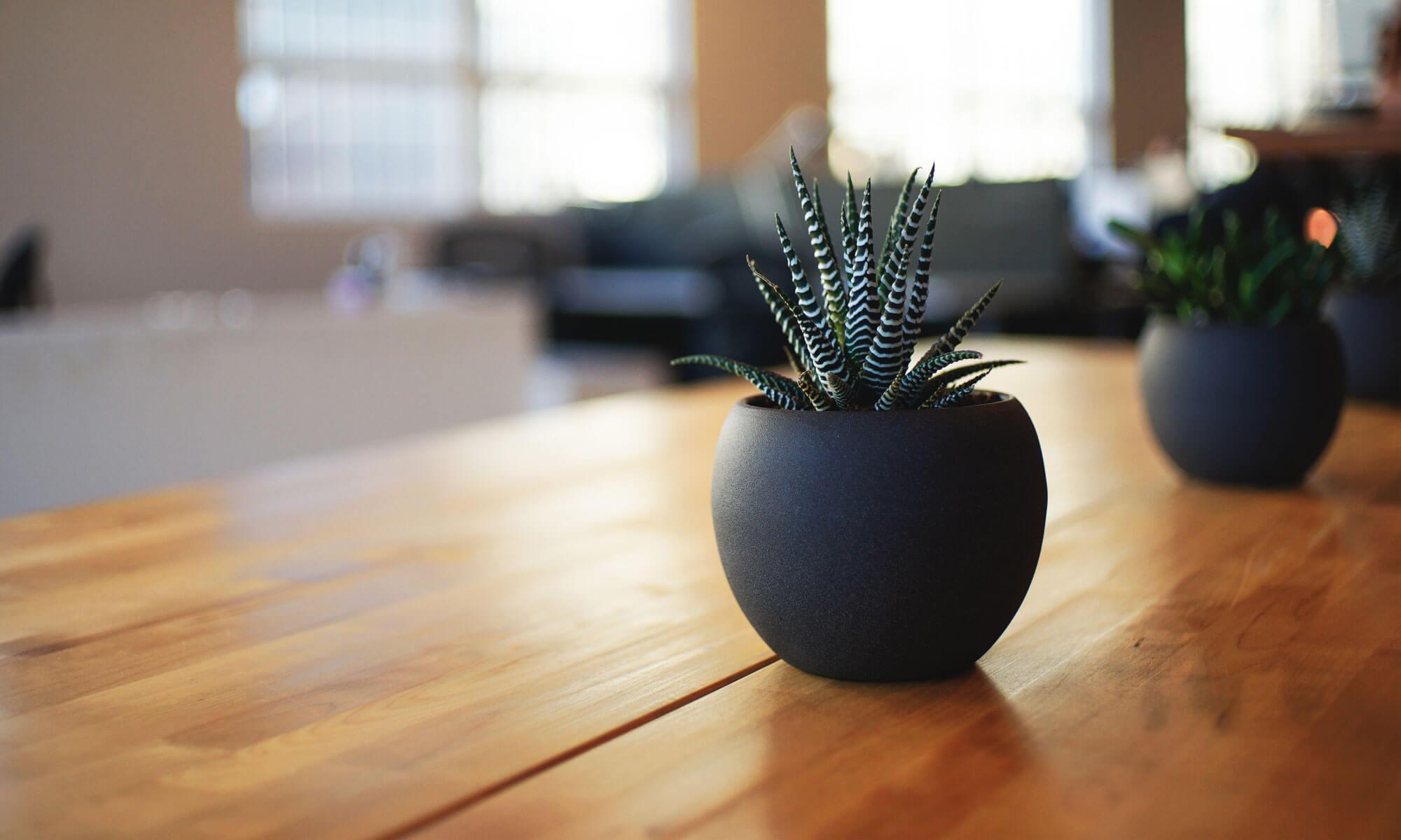 Small succulent plants in dark round pots on a wooden table, blurred office space in background, warm neutral tones